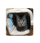 しおちゃんです（個別スタンプ：4）
