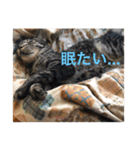 しおちゃんです（個別スタンプ：5）