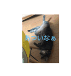 しおちゃんです（個別スタンプ：8）