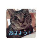しおちゃんです（個別スタンプ：10）