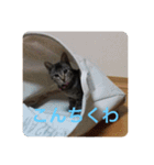 しおちゃんです（個別スタンプ：11）