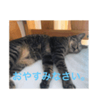 しおちゃんです（個別スタンプ：12）