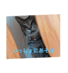 しおちゃんです（個別スタンプ：13）