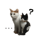 イッヌとネッコたち（個別スタンプ：1）