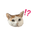 イッヌとネッコたち（個別スタンプ：5）