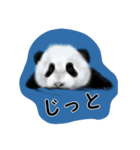 パンダちゃんの思うこと（個別スタンプ：15）