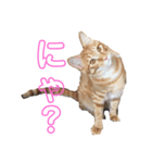らとびじ4（個別スタンプ：1）
