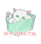 普通に使えるチンチラシルバー☆日常の猫（個別スタンプ：15）