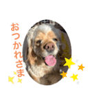 コッカ花（個別スタンプ：1）
