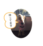 コッカ花（個別スタンプ：5）
