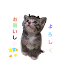 日常のわんにゃ（個別スタンプ：1）