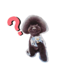日常のわんにゃ（個別スタンプ：2）