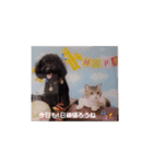 日常のわんにゃ（個別スタンプ：5）
