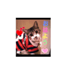 日常のわんにゃ（個別スタンプ：6）
