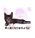 日常のわんにゃ（個別スタンプ：7）