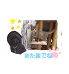 日常のわんにゃ（個別スタンプ：8）
