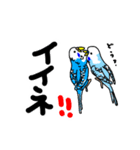 インコのハルとメメ32個（個別スタンプ：3）