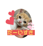 保護猫きなこの日常スタンプ（個別スタンプ：2）