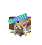 保護猫きなこの日常スタンプ（個別スタンプ：3）