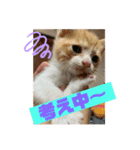 保護猫きなこの日常スタンプ（個別スタンプ：4）