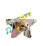 保護猫きなこの日常スタンプ（個別スタンプ：5）