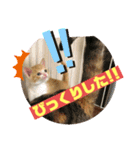 保護猫きなこの日常スタンプ（個別スタンプ：7）