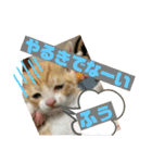 保護猫きなこの日常スタンプ（個別スタンプ：8）