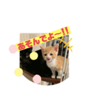 保護猫きなこの日常スタンプ（個別スタンプ：9）