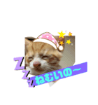保護猫きなこの日常スタンプ（個別スタンプ：11）