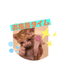 保護猫きなこの日常スタンプ（個別スタンプ：12）