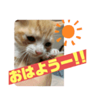 保護猫きなこの日常スタンプ（個別スタンプ：14）