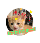 保護猫きなこの日常スタンプ（個別スタンプ：15）