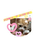 保護猫きなこの日常スタンプ（個別スタンプ：16）