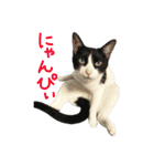 にゃんぴぃすたんぷ（個別スタンプ：1）