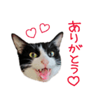 にゃんぴぃすたんぷ（個別スタンプ：3）