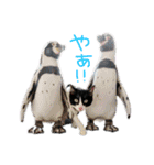 にゃんぴぃすたんぷ（個別スタンプ：5）