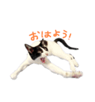にゃんぴぃすたんぷ（個別スタンプ：6）
