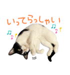 にゃんぴぃすたんぷ（個別スタンプ：9）