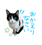 にゃんぴぃすたんぷ（個別スタンプ：12）