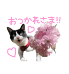 にゃんぴぃすたんぷ（個別スタンプ：13）
