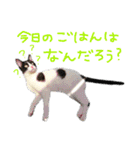 にゃんぴぃすたんぷ（個別スタンプ：14）