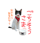 にゃんぴぃすたんぷ（個別スタンプ：16）