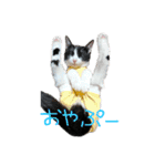 にゃんぴぃすたんぷ（個別スタンプ：20）