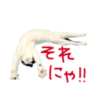 にゃんぴぃすたんぷ（個別スタンプ：21）