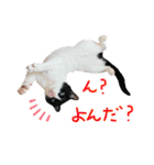 にゃんぴぃすたんぷ（個別スタンプ：22）