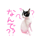 にゃんぴぃすたんぷ（個別スタンプ：24）