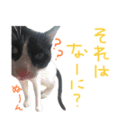 にゃんぴぃすたんぷ（個別スタンプ：30）
