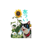 にゃんぴぃすたんぷ（個別スタンプ：33）