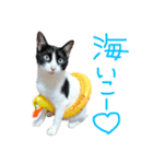 にゃんぴぃすたんぷ（個別スタンプ：34）