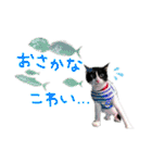 にゃんぴぃすたんぷ（個別スタンプ：35）